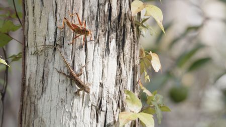 Commonly found in Everglades National Park, the Eastern Lubber is the largest grasshopper in the U.S.(credit: National Geographic/Jake Hewitt)