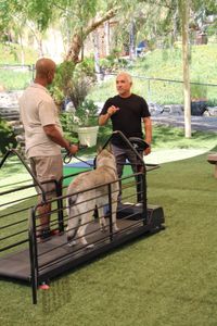Brandon holding a dog on a leash on a treadmill while talking with Cesar.  (National Geographic)