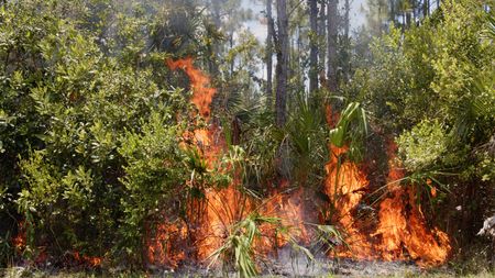 Fire is crucial in the Everglades' pinelands as it prevents shade-tolerant hammock species from taking over, allowing fire-adapted pineland plants to thrive and ensuring the habitat can quickly regenerate. (credit: National Geographic/Jake Hewitt)