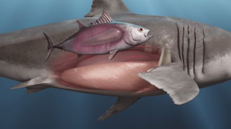 A GFX diagram presenting the difference between a fish's bladder versus a Great White shark's. (National Geographic)