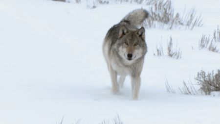 A gray wolf in snowy Yellowstone National Park walks towards the camera. (National Geographic/Rick Smith)