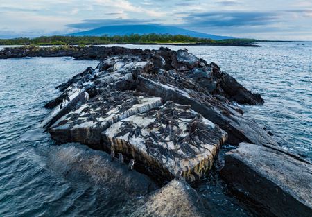 A rocky outcrop covered in Galapagos Marine iguanas.  (credit: National Geographic/Bertie Gregory)