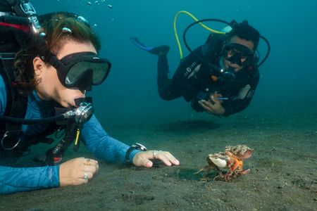 Dr. Alex Schnell and Benhur Sarinda observe a Coconut octopus (Amphioctopus marginatus) walking across the seafloor with clam shells held underneath her web.  (National Geographic for Disney/Craig Parry)