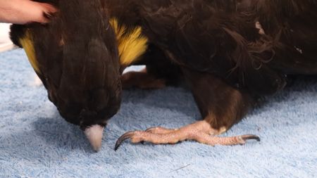 Close up of a black cockatoo standing on a table. EQ Media Group/Jackie Munro)