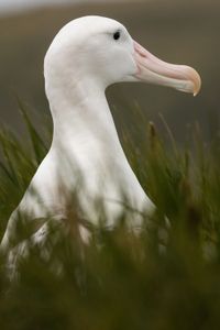 A male wandering albatross. (National Geographic for Disney/Holly Harrison)