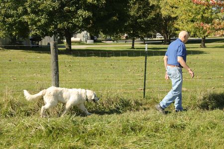 Clovis, the Pol family's livestock guardian dog, and Dr. Pol walk the perimeter of the Pol family farm's animal pasture. (National Geographic)