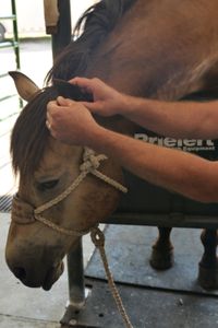 Cash the horse attempts to turn away as Dr. Ben Schroeder begins to inspect his ears for ticks. (National Geographic)