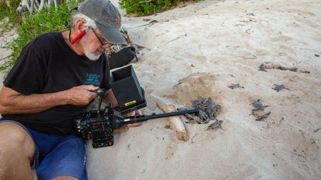 Director of Photography Rory McGuinness films turtle hatchlings emerging from a nest. (National Geographic for Disney/Paul Satchell)