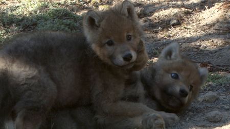 Wolf pups play in Yellowstone National Park. (Landis Wildlife Films/Bob Landis)