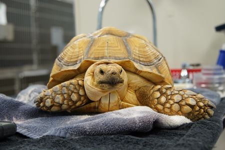 It's a rare visit from a tortoise named Taft at the Critter Fixer clinic. (National Geographic for Disney/Sean Grevencamp)