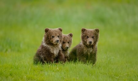 Three brown bear cubs in the grass of Hallo Bay. (credit: National Geographic/John Shier)