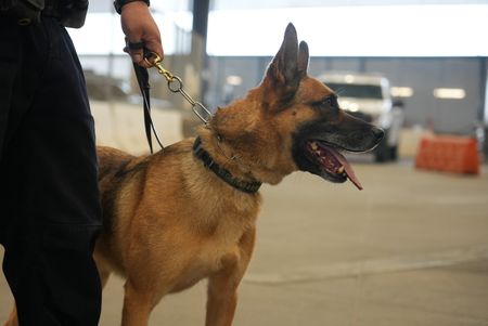 A CBP K9 is standing on alert at the Calexico border, waiting to sniff for contraband in Calexico, Calif. (National Geographic)