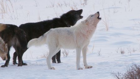 A black and white wolf howl together in Yellowstone National Park. (Landis Wildlife Films/Bob Landis)