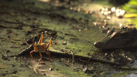 A bright orange lubber grasshopper tempts a yearling alligator at the edge of a pond in the Everglades.(credit: National Geographic/Mat Goodman)