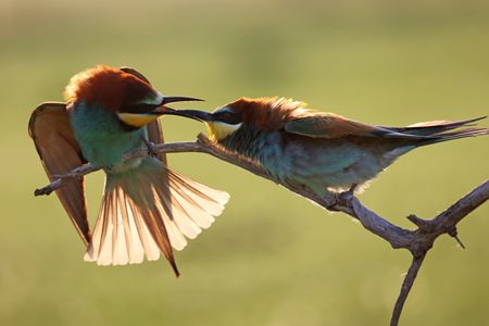 Two Bee-eaters fighting. (National Geographic for Disney/Alex Minton)