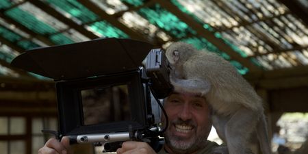 A monkey standing on the cameraman's shoulder. (Big Wave Productions)