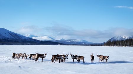 Caribou traveling through the Brooks Range. (BBC Studios/Charlie Beck)