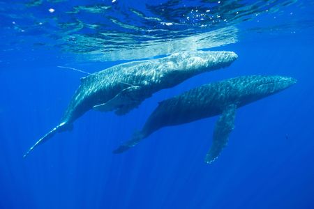 An entangled humpback whale is comforted by another humpback whale. (National Geographic for Disney/Kim Jeffries)