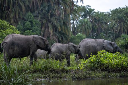 Unlike Savannah elephants, forest elephants have small family units. They can be seen here mining for minerals along the riverbanks of Odzala National Park, Republic of Congo.  (National Geographic for Disney/Fleur Bone)