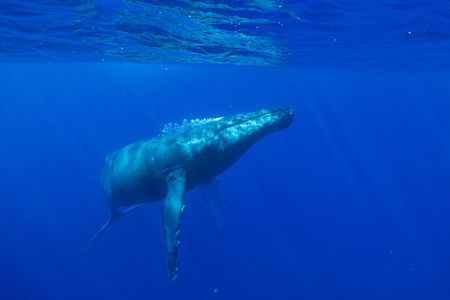 A humpback whale blows bubbles while floating in deep blue water. (National Geographic for Disney/Kim Jeffries)
