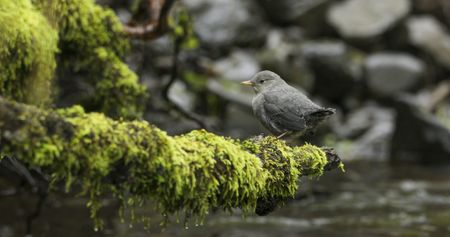 An newly fledged American dipper perches on branch along the river. (credit: National Geographic/Jesse Wippert)