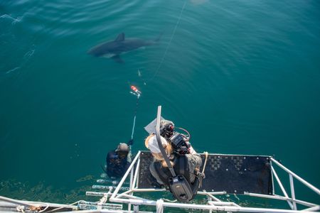 Camera Operator Jimmy Cape films shark scientist Yannis Papastamatiou attempting to place a camera and data tag on the dorsal fin of a salmon shark. (National Geographic for Disney/Simon Muriel)