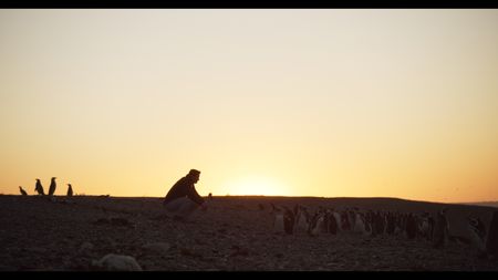 Pablo Borboroglu (aka Popi) observing Penguins in South Africa.  (National Geographic)