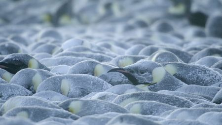 Close up of penguins in a huddle, covered in ice.  (credit: National Geographic)