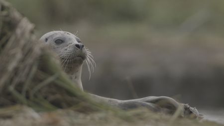 Harbor seal looking out from a river bank in Olympic National Park. (credit: National Geographic/Alex Cooke)