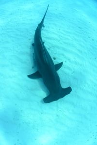A hammerhead shark laying on the ocean floor.(National Geographic)