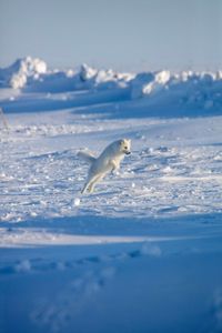 An Arctic fox jumps across the snow. (National Geographic for Disney/Dani Godwin)
