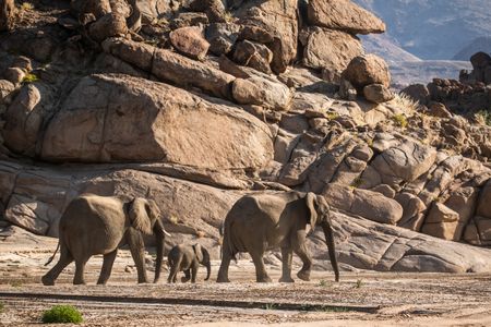 Two adult elephants lead the elephant calf through the rocky valley of The Ugab, trying to rejoin the herd after being separated. (National Geographic for Disney/Robbie Labanowski)