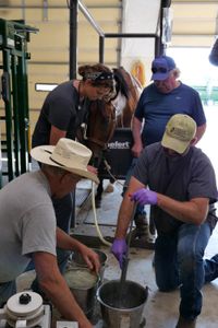 Owner Don Taylor looks at buckets filling as Drs. Erin and Ben Schroeder work to alleviate Sky the horse's colic symptoms. Kevin Kamrath, the other owner, observes. (National Geographic)