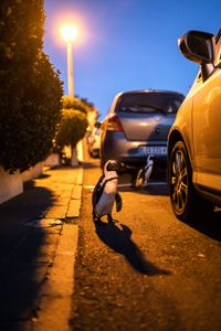 A singular adult African penguin walks along the streets of Simon's Town at night. (credit: National Geographic/Andres Cardona Cruz)