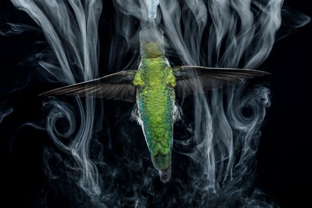 By filling the air with a fine mist using an ultrasonic fogger, researchers can observe the tornado-like vortices that this Anna’s hummingbird sheds at the end of each half-stroke— when its wings flip more than 90 degrees and reverse course. (credit: Anand Varma)