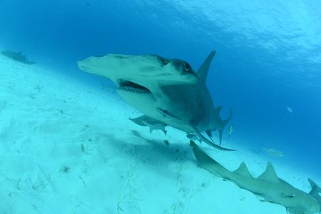 A great hammerhead shark swims off the coast of Bimini, Bahamas. (National Geographic/James Loudon)