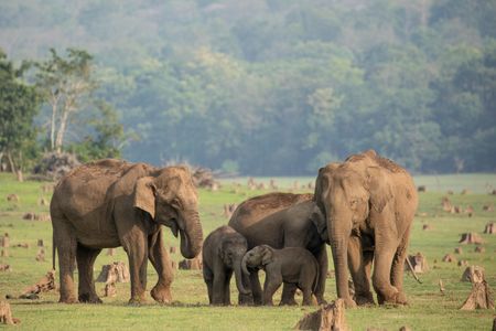 Asian elephants gather at a watering hole in Kabini after traveling a long distance together. (National Geographic for Disney/Josh Helliker)