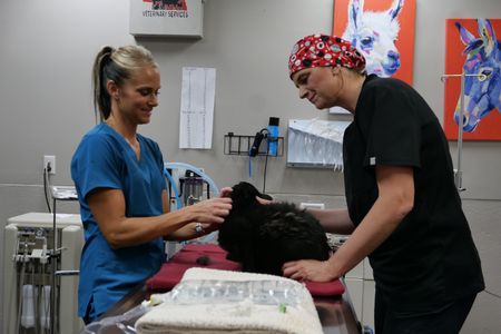 Both vet tech Val Sovereign and Dr. Erin Schroder examine Roger the cat in order to find out what all they need to do to get him healthy again. (National Geographic)
