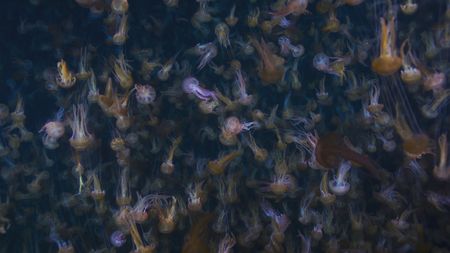 A huge swarm of purple stinger jellyfish on their way up to predate on smaller prey. (National Geographic)
