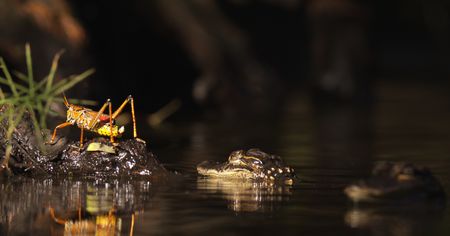 After learning their lesson about toxic grasshoppers, yearling alligators let a lubber grasshopper escape from their water hole.(credit: National Geographic/Mat Goodman)