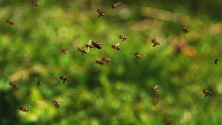 Bees in flight, going to hive. (Getty Images)