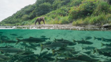 A brown bear walking along a river, looking at migrating salmon. (credit: National Geographic/Dawson Dunning)