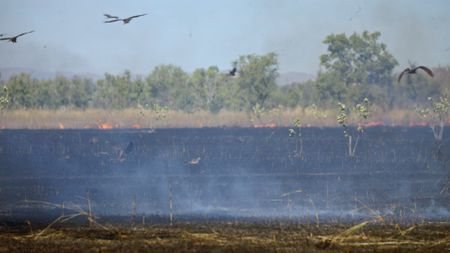 Black Kites flying over a wild fire. (Getty Images)