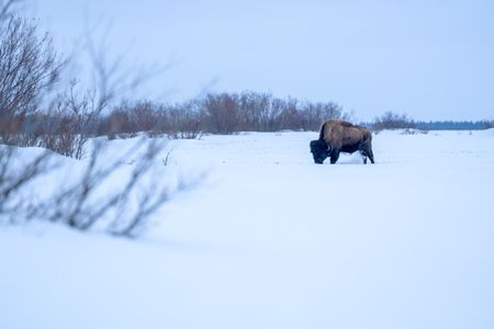 A wood bison is spotted in the wilderness near Shageluk by Chevie Roach and his cousin, Roger Hamilton Jr. (BBC Studios Reality Productions/Jayce Kolinski)