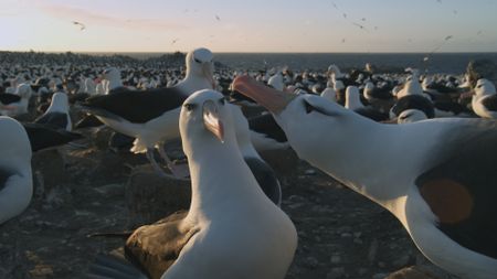 Two black browed albatross display courtship behaviour amongst a colony in the Falkland Islands. (BBC Motion Gallery - BBC Natural History/Getty Images)