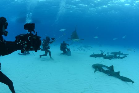Matt Smukall attempts to tag a hammerhead shark underwater. (National Geographic)
