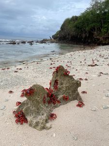 An army of Christmas Island red crabs descend to the beach. (National Geographic for Disney/Lara Van Raay)