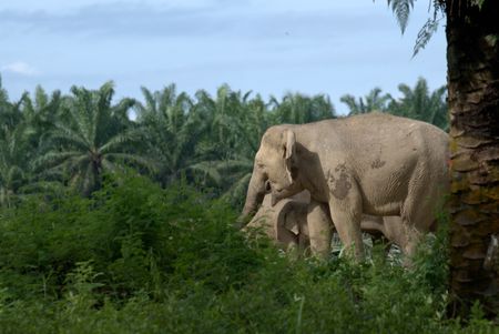 On the edge of the Kinabatangan River, elephants face grave danger as their habitats slowly are being destroyed due to palm plantations. (National Geographic for Disney/Cede Prudente)