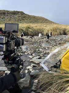 The first male Macaroni penguins to arrive back from their time fishing at sea being filmed starting their nests. (credit: National Geographic/Marina Hui)