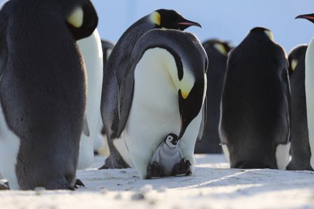 A parent bends down towards its older chick.  (credit: National Geographic/Alex Ponniah)